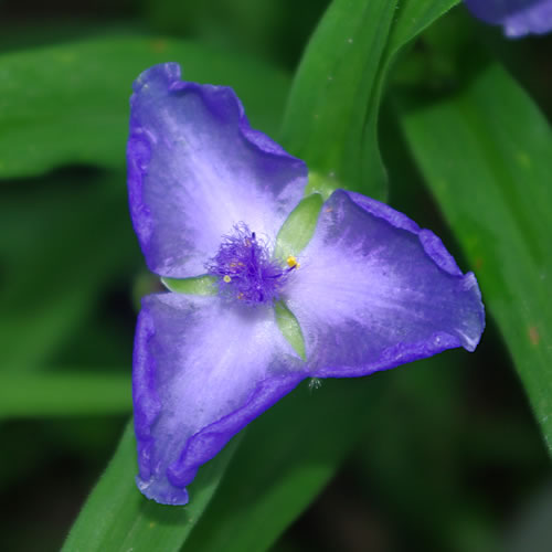 Tradescantia virginiana Zwanenberg